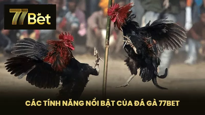 Các Tính Năng Nổi Bật của Đá Gà 77BET