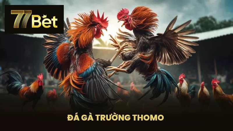 đá gà trường thomo