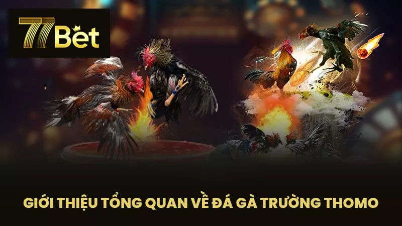 Giới Thiệu Tổng Quan Về Đá Gà Trường Thomo