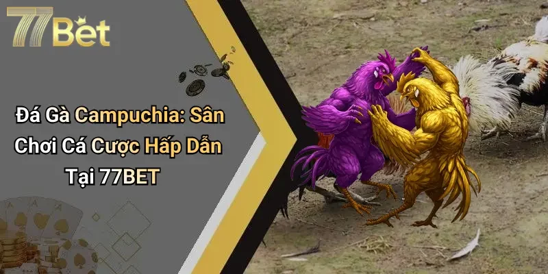Đá Gà Campuchia: Sân Chơi Cá Cược Hấp Dẫn Tại 77BET